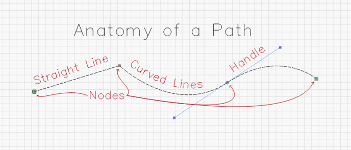 Diag-PathAnatomy-2